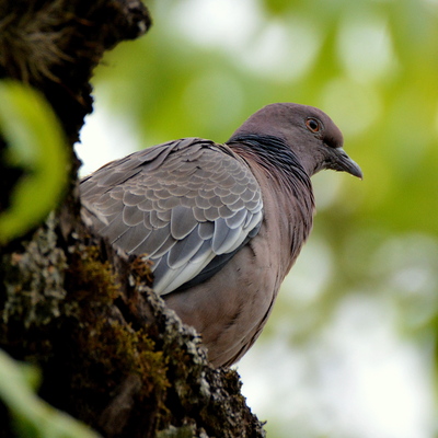 Spot-Winged Pigeon (3)